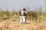 SIBERIAN HUSKY 122